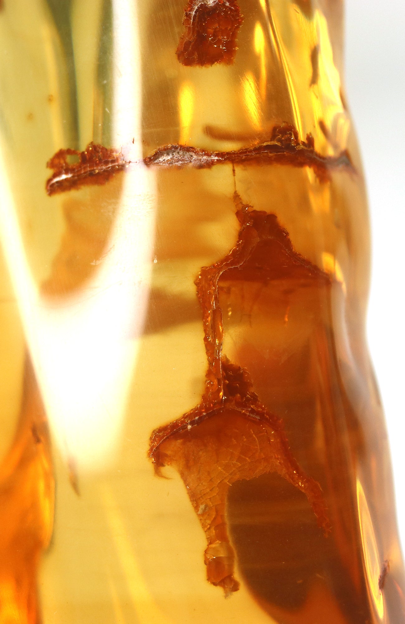 Amber Piece with insects